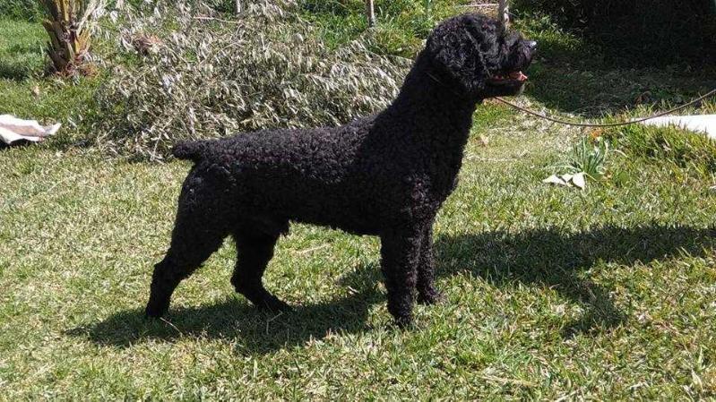 Terremoto de sierra valleja | Spanish Water Dog 