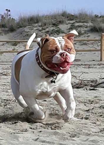 Chiaradia's Bruno | American Bulldog 