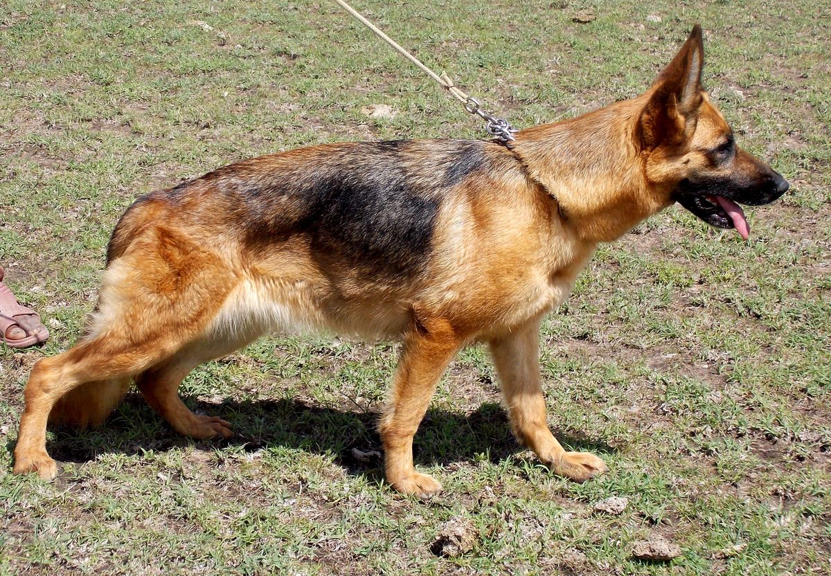 Bendel Bilda of Athyvine | German Shepherd Dog 