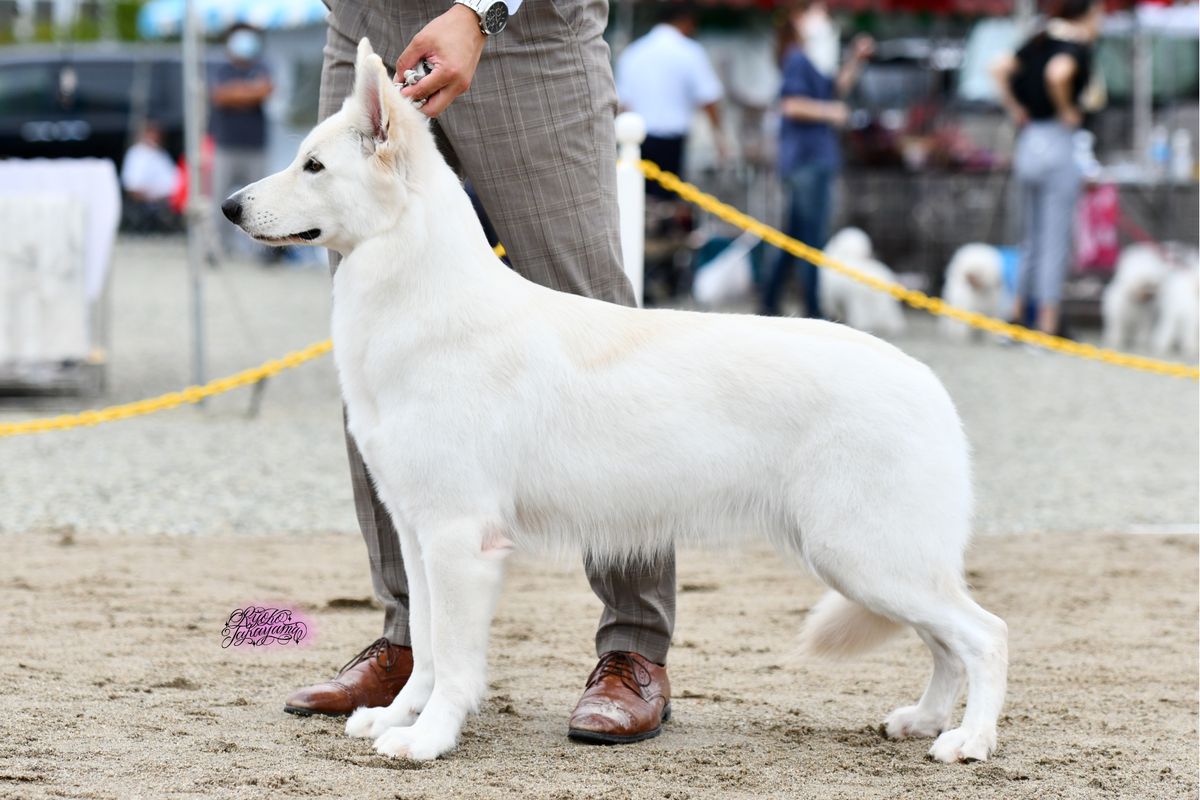 XARA OF ANNIES JP | White Swiss Shepherd Dog 