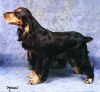 Cardamine Tan Tobias | English Cocker Spaniel 