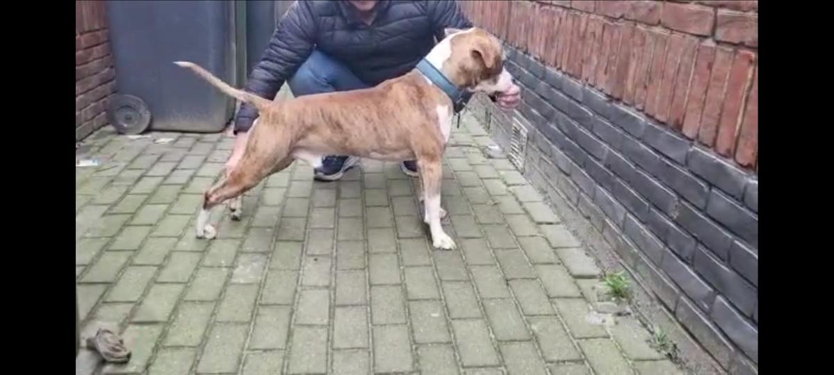 Kaylegend I'm The Joker | American Staffordshire Terrier 
