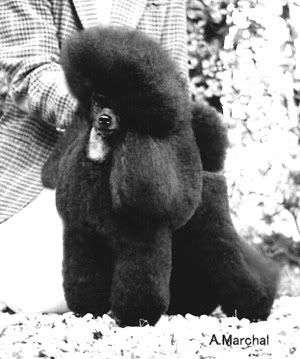 Dalin Santiago | Poodle 