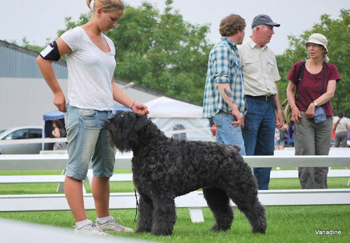 YVONNE z Grodu Ksiazat Pomorskich | Bouvier des Flandres 