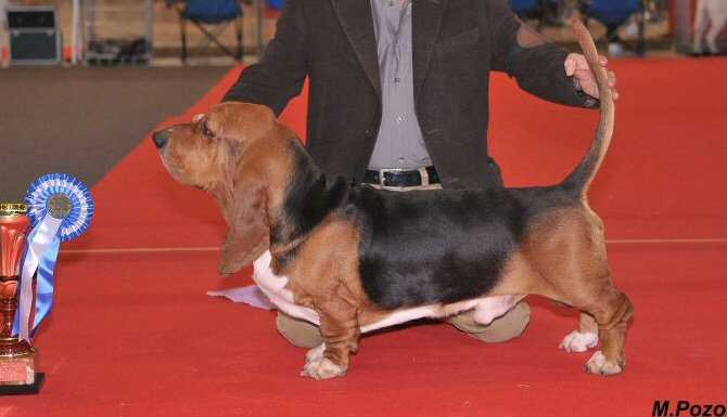 RINGO STARR DE L'AMURAVELA | Basset Hound 