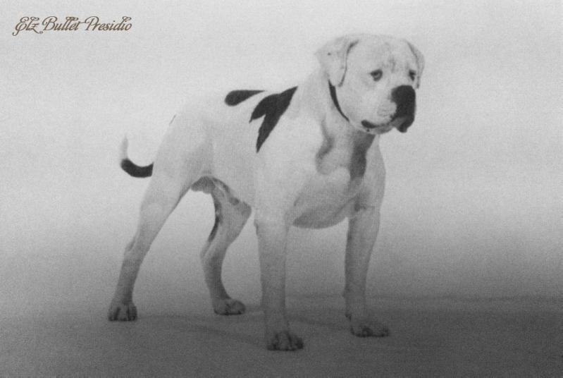 Elz Bullet Presidio | American Bulldog 