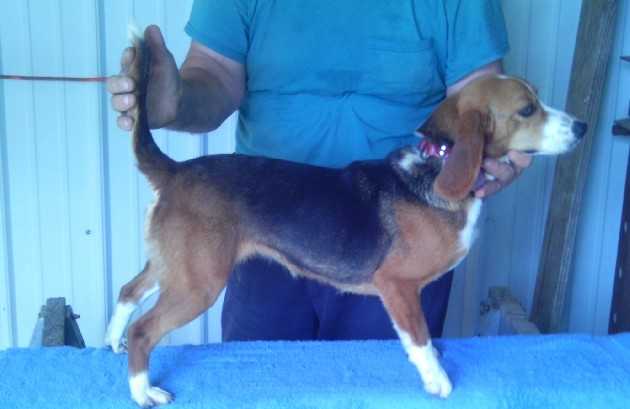 Scroghams Blue Connie Sue | Beagle 