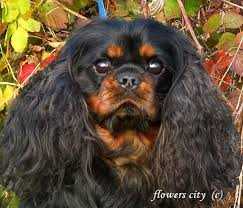 Yaris Du Chateau Noblesse | Cavalier King Charles Spaniel 