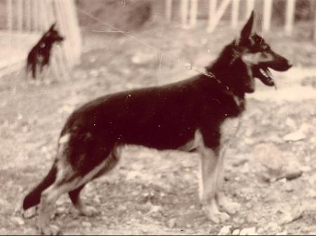 Betty vom Eningsfeld | German Shepherd Dog 