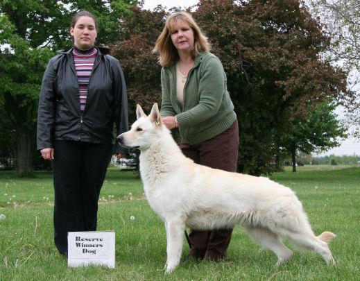 Shewana's Wild Wild West | White Swiss Shepherd Dog 