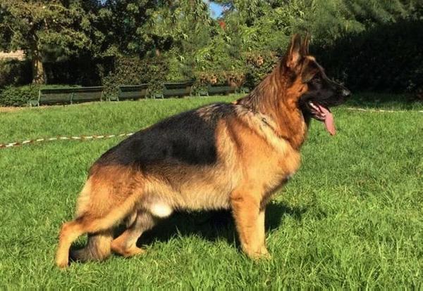 Nitor di Torre San Carlo | German Shepherd Dog 