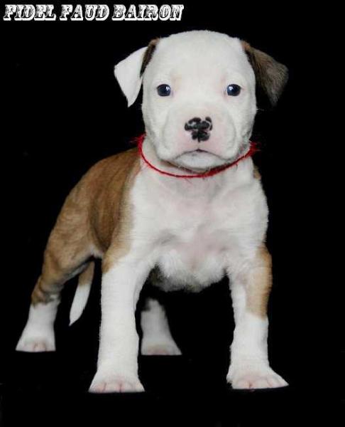 Fidel Faud Bairon | American Staffordshire Terrier 