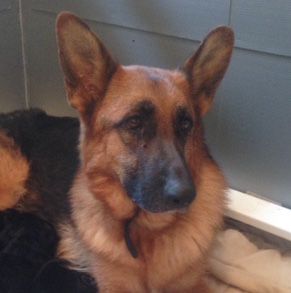 Sophia von Promised Land | German Shepherd Dog 
