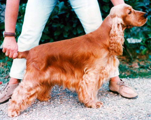 Francini's Speciallyred | English Cocker Spaniel 