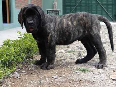 BARON (FLORES/SANTIAGO) | Mastiff 