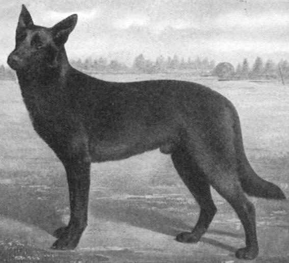 Roland von Starkenburg (1903) | German Shepherd Dog 