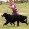 Adesa  Rhythm of The  Rain | Bernese Mountain Dog 