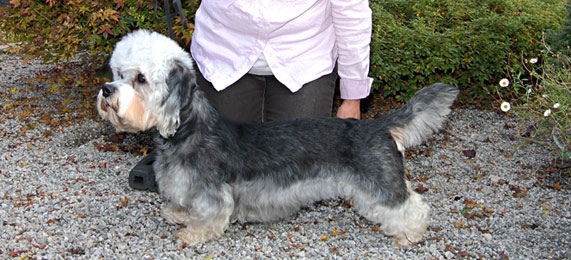 German Dandies' Penelope | Dandie Dinmont Terrier 