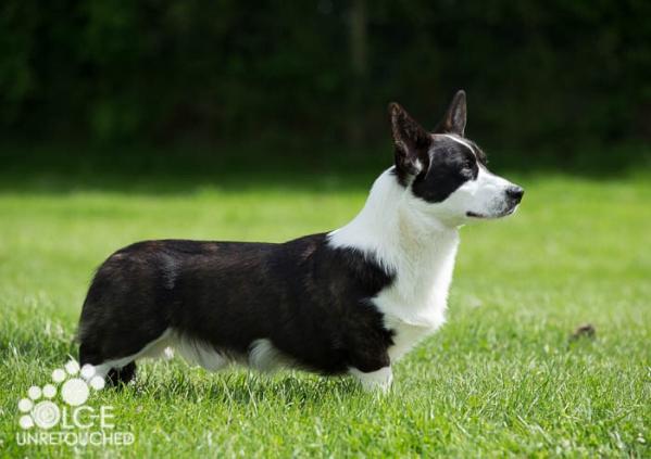 Twinan guilty as sinn | Cardigan Welsh Corgi 