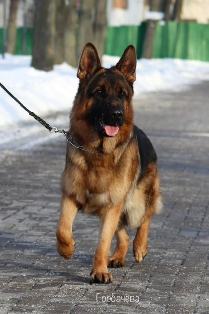 Sajrus von Heller Stern | German Shepherd Dog 