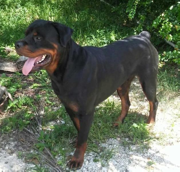 PFIZER VON VIERNHEIM | Rottweiler 