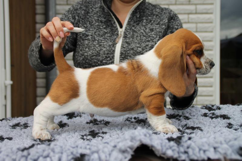 Charly of charming Buddys | Basset Hound 