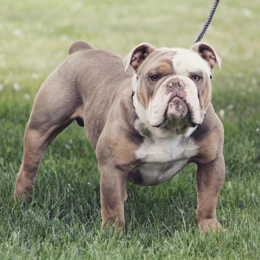 Upstate Bullies 716 King | Olde English Bulldogge 