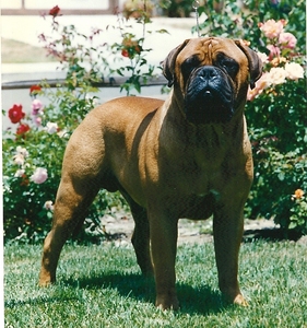 Tailwynde's Sudden Impact | Bullmastiff 