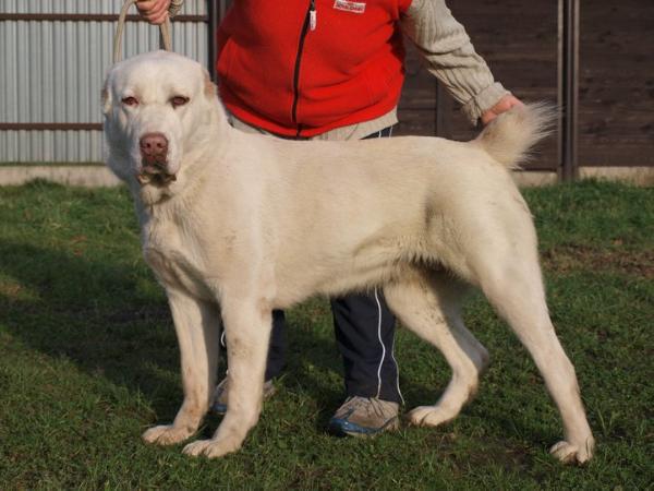 Enish Hemishe | Central Asian Shepherd Dog 