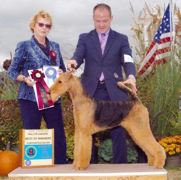 Joval Anniversary Starlight | Airedale Terrier 