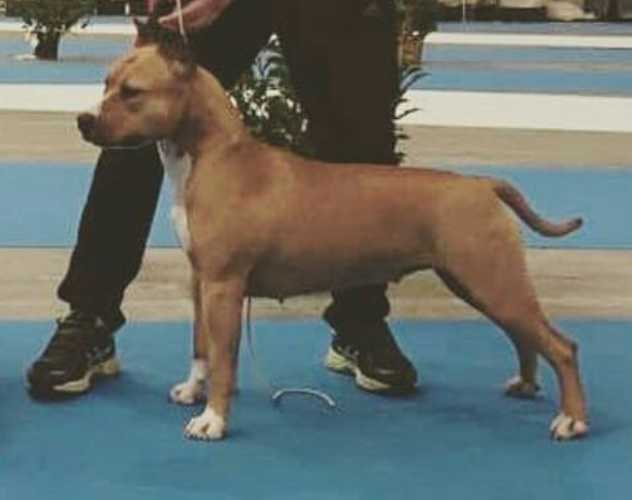 Laika de Cans Juansa | American Staffordshire Terrier  Laika de Cans Juansa | American Staffordshire Terrier