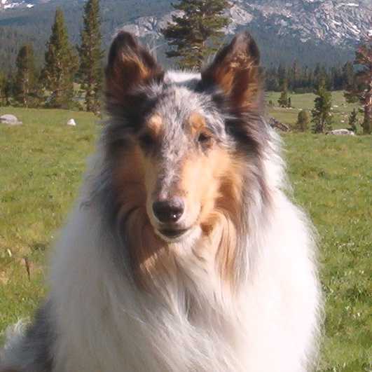 Sierra | Rough Collie 