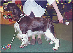 Sieger's Midnight Special | English Springer Spaniel 