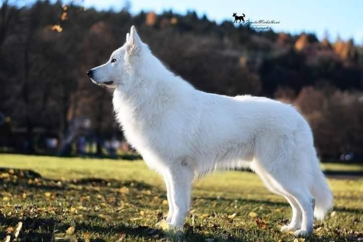 Chico Bílá Merci | White Swiss Shepherd Dog 