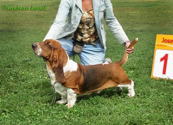 Hermes Wesole Smutasy | Basset Hound 