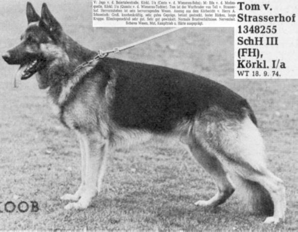 Tom vom Strasserhof | German Shepherd Dog 