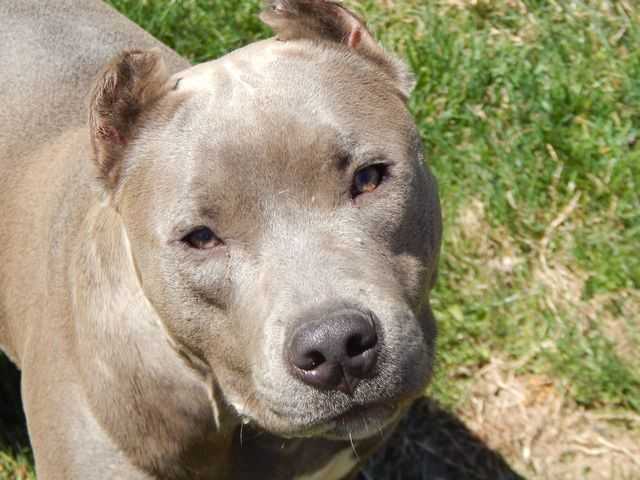 Blue Passion's Moana | American Pit Bull Terrier 