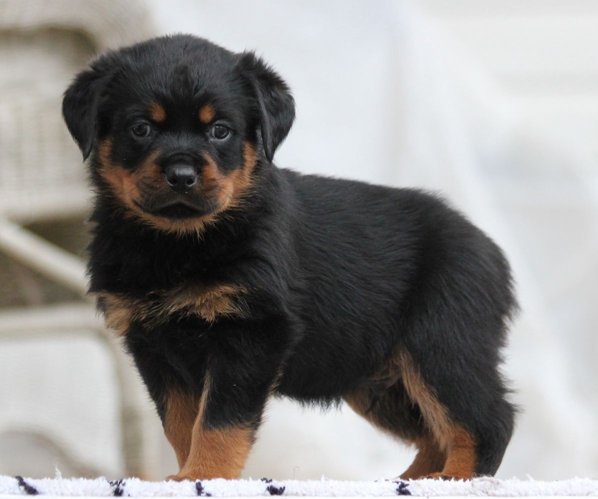 TBR Ice | Rottweiler 