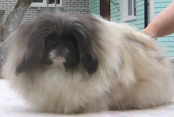 Elitlayn tayler | Pekingese 