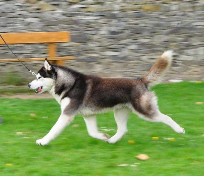 shelby de ciukci At Lueldar | Siberian Husky 