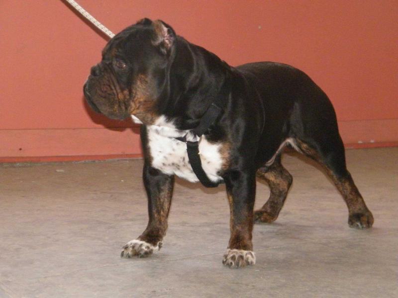 Blacksmith's Rex | Olde English Bulldogge 