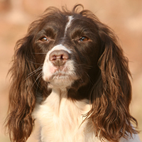 Edwardiana Tweed | English Springer Spaniel 