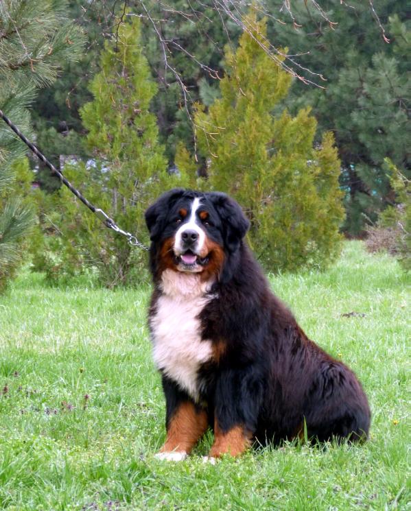 Labanc-Volgyi lucky guy | Bernese Mountain Dog 