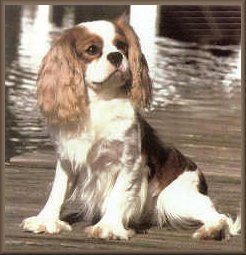 Ravenrush Tartan | Cavalier King Charles Spaniel 