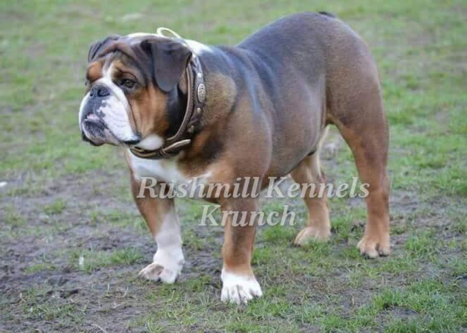 Texas Geez' Krunch | Olde English Bulldogge 