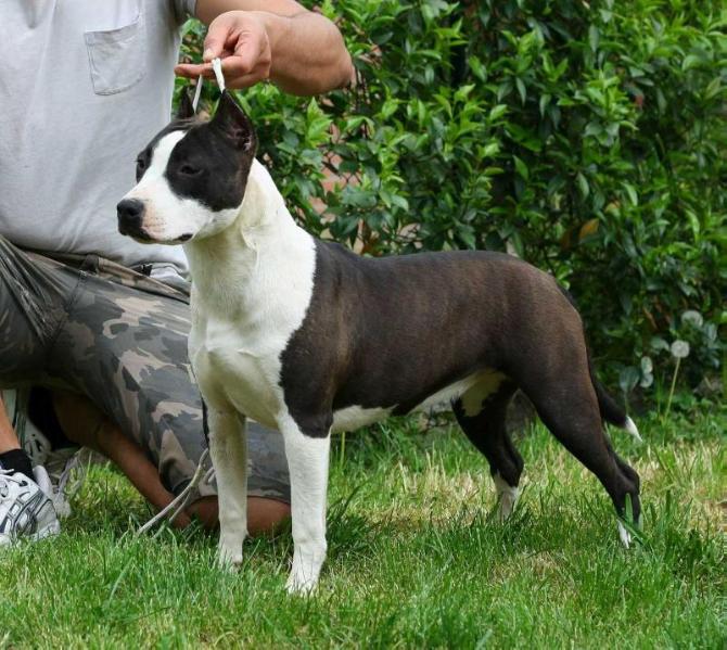 Dreamstone Pleasant Lady | American Staffordshire Terrier 