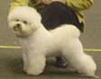 Jitterbop Ladies First | Bichon Frise 