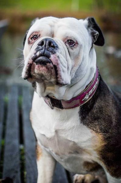 bulltok´s rosie | Olde English Bulldogge 