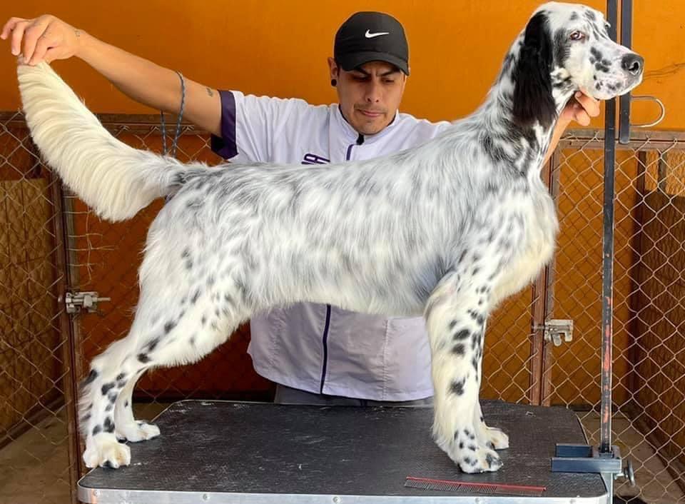 Lucksheray Hollywood’s Star | English Setter 