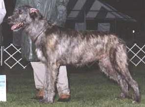 Fedelmid Rechtaid of Eagle | Irish Wolfhound 